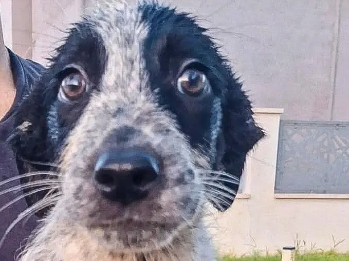 Adozione cane, femmina, Razza sconosciuta Razza sconosciuta, 5 mesi, taglia media, Crotone