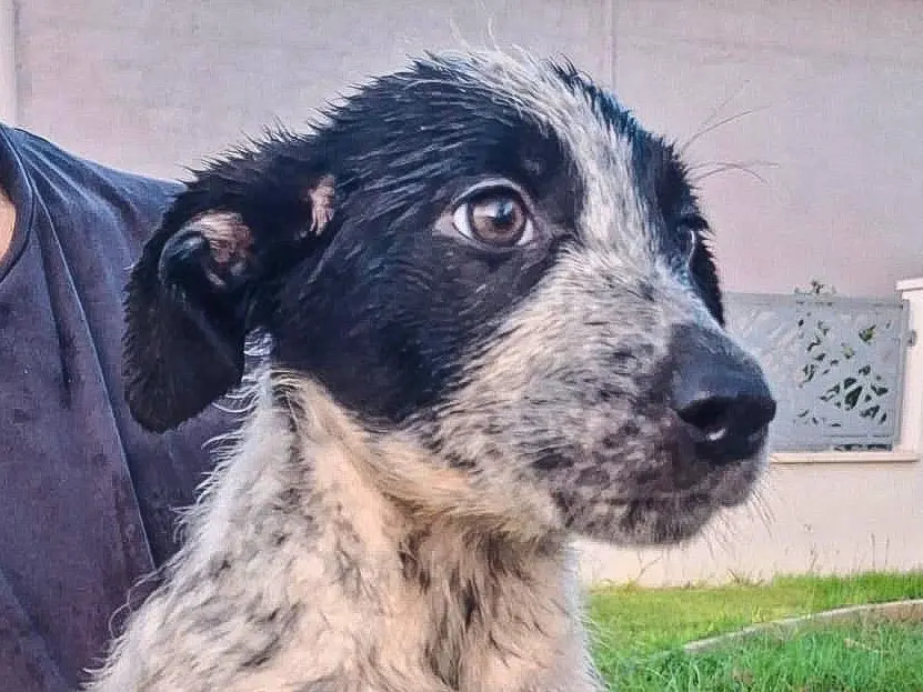 Adotta un cane, femmina, 5 mesi, Crotone