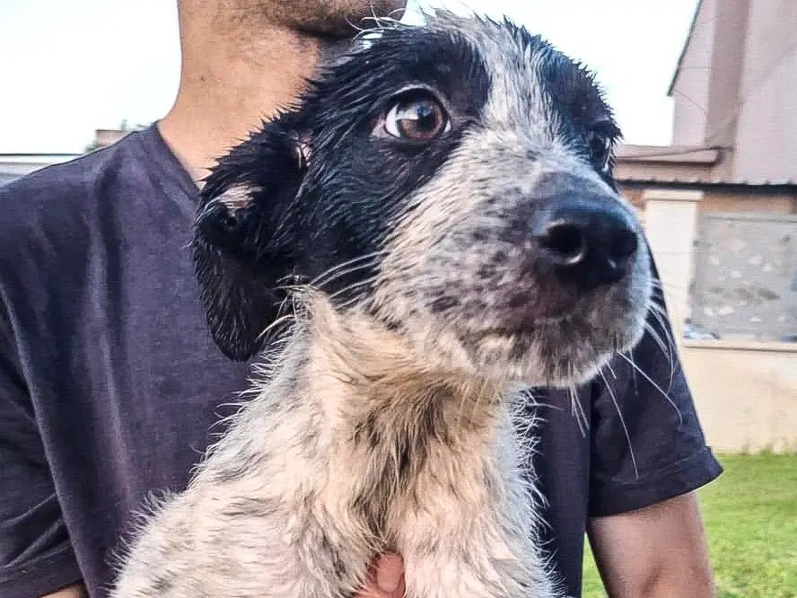 Adotta un cane, taglia media, femmina, Crotone