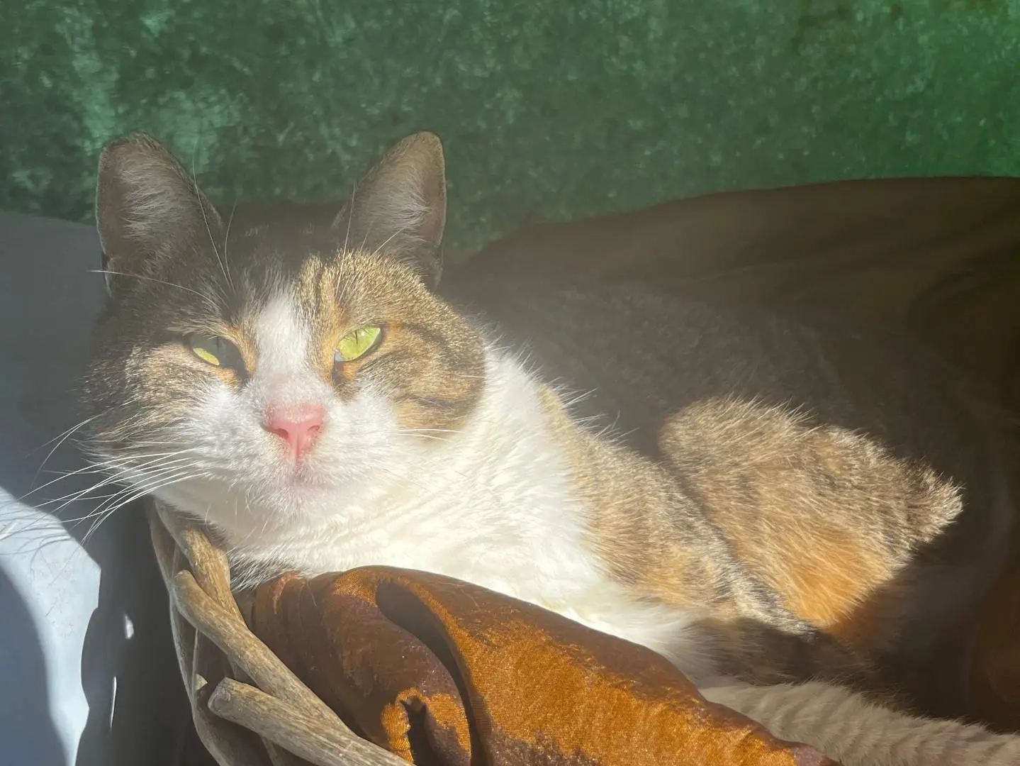 Adozione gatto, femmina, Razza sconosciuta Razza sconosciuta, 5 anni e 9 mesi, taglia non valida, Roma