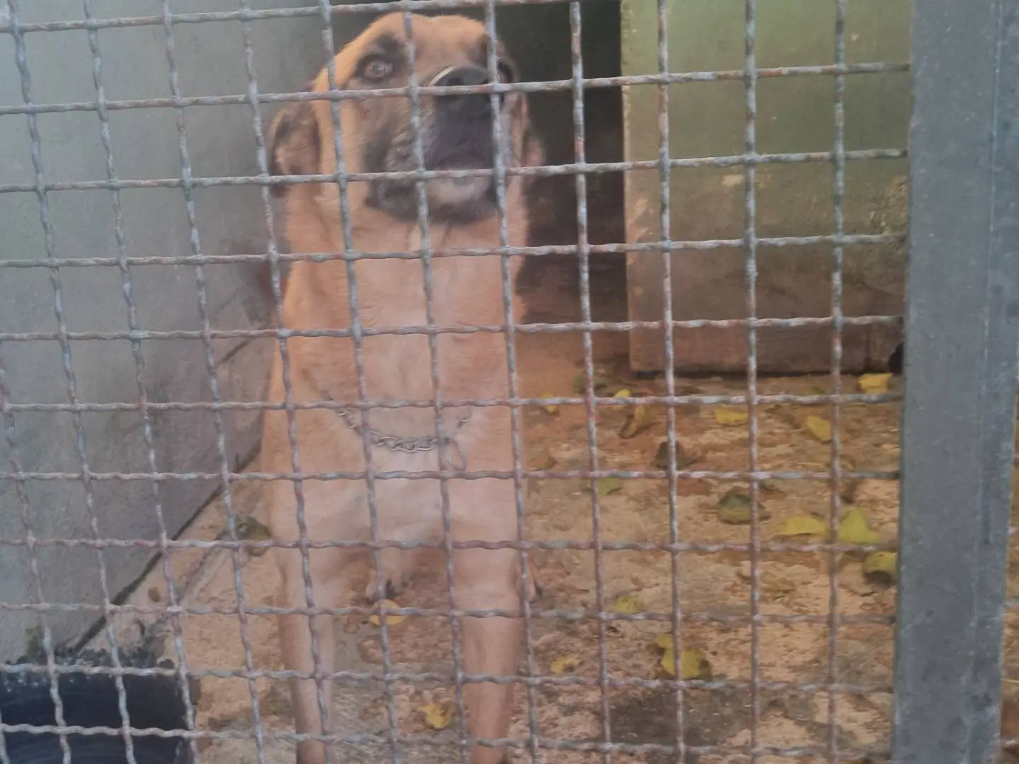 Adozione cane, maschio, Razza sconosciuta Razza sconosciuta, 5 anni e 11 mesi, taglia grande, Caserta