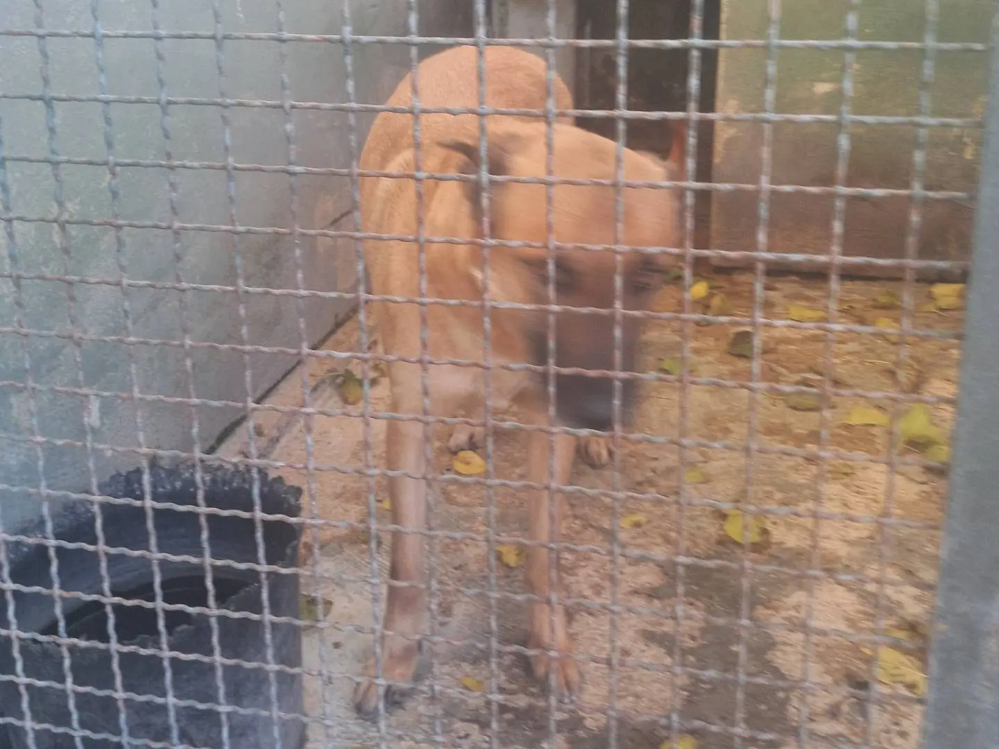 Adotta un cane, maschio, 5 anni e 11 mesi, Caserta