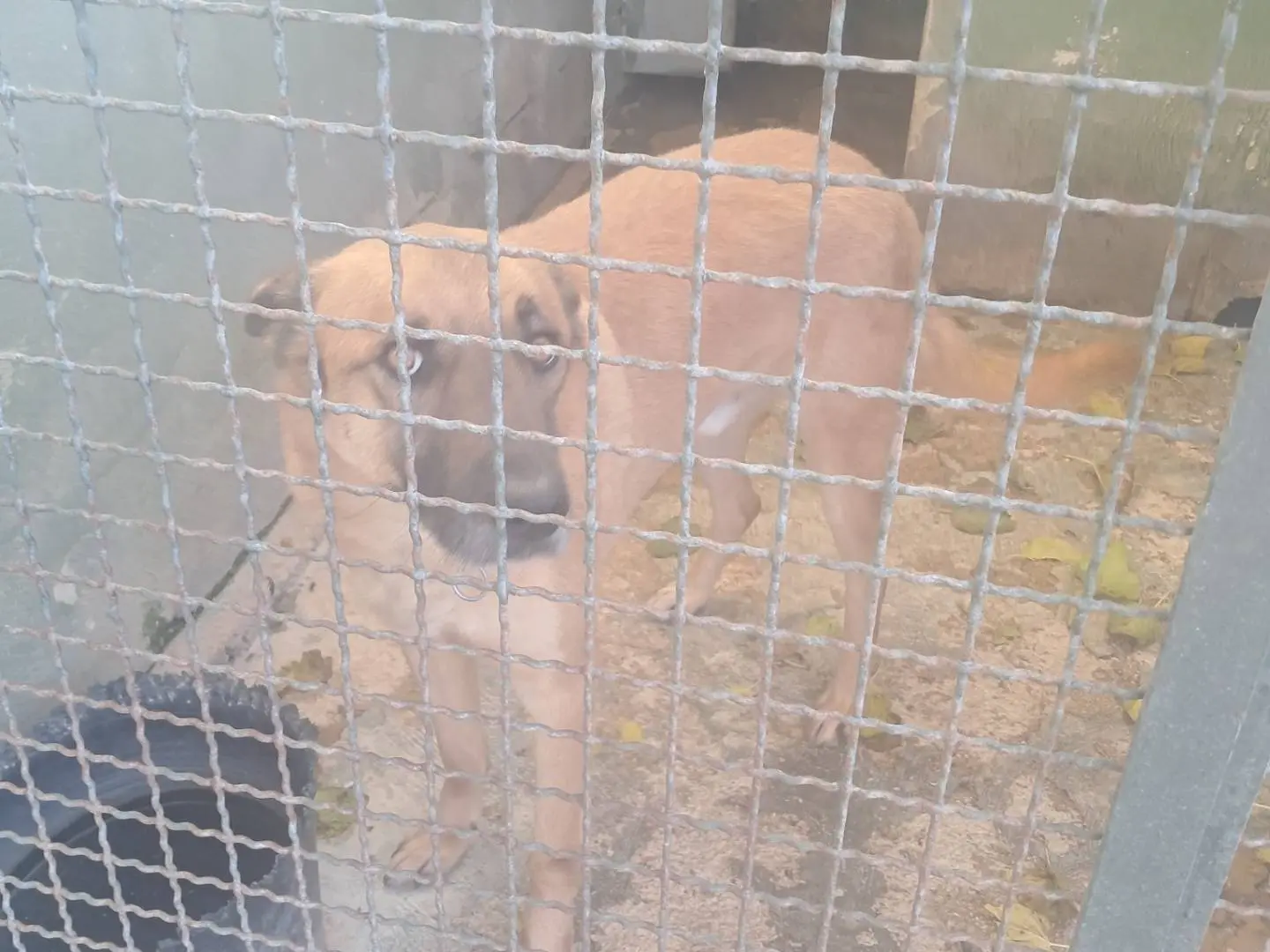 Adotta il cane Kart a Caserta