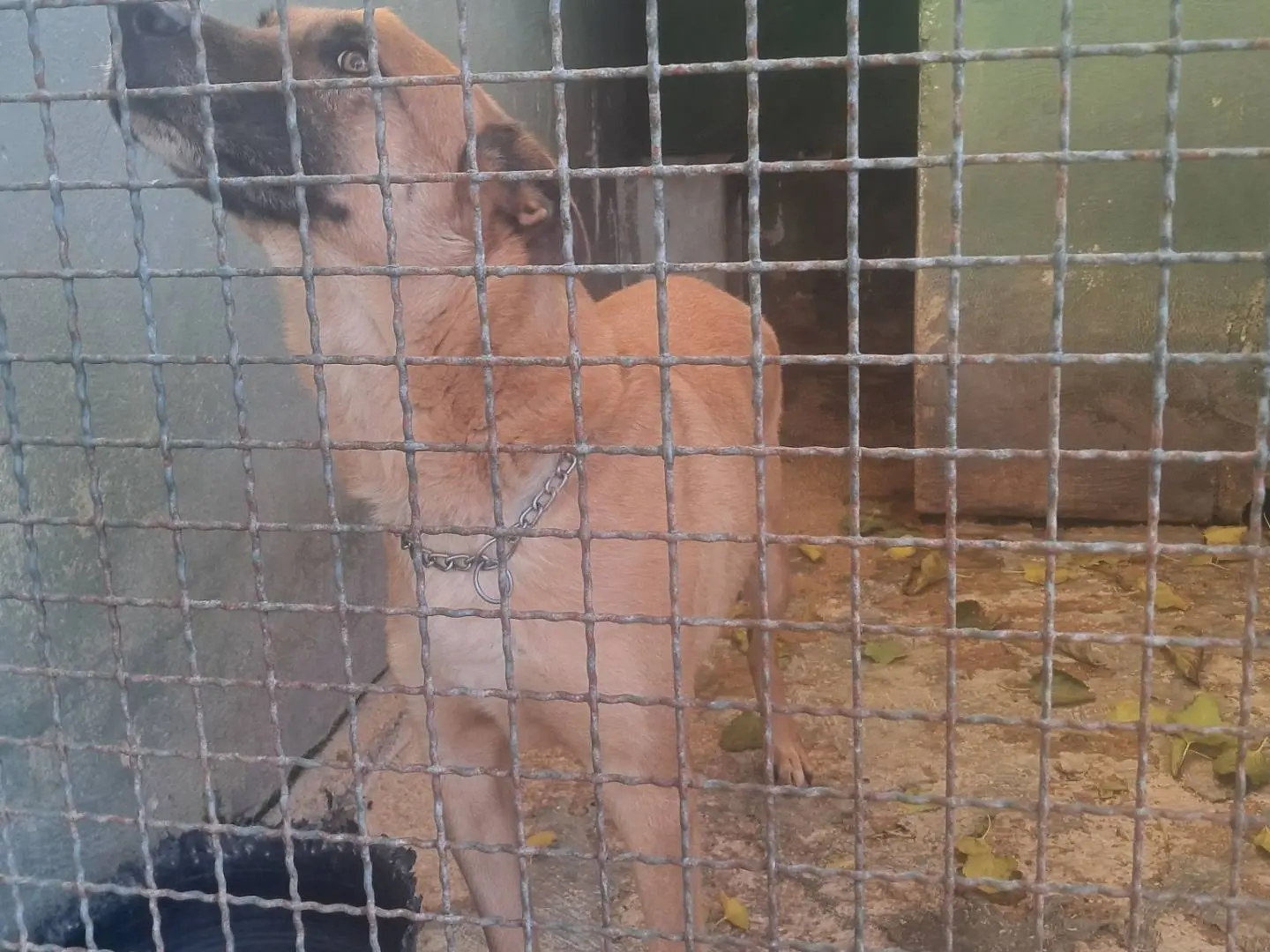 Vuoi adottare un cane a Caserta?