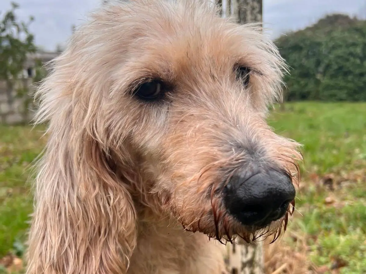 Adozione cane, maschio, Spinone Razza sconosciuta, 9 anni e 11 mesi, taglia media, Frosinone