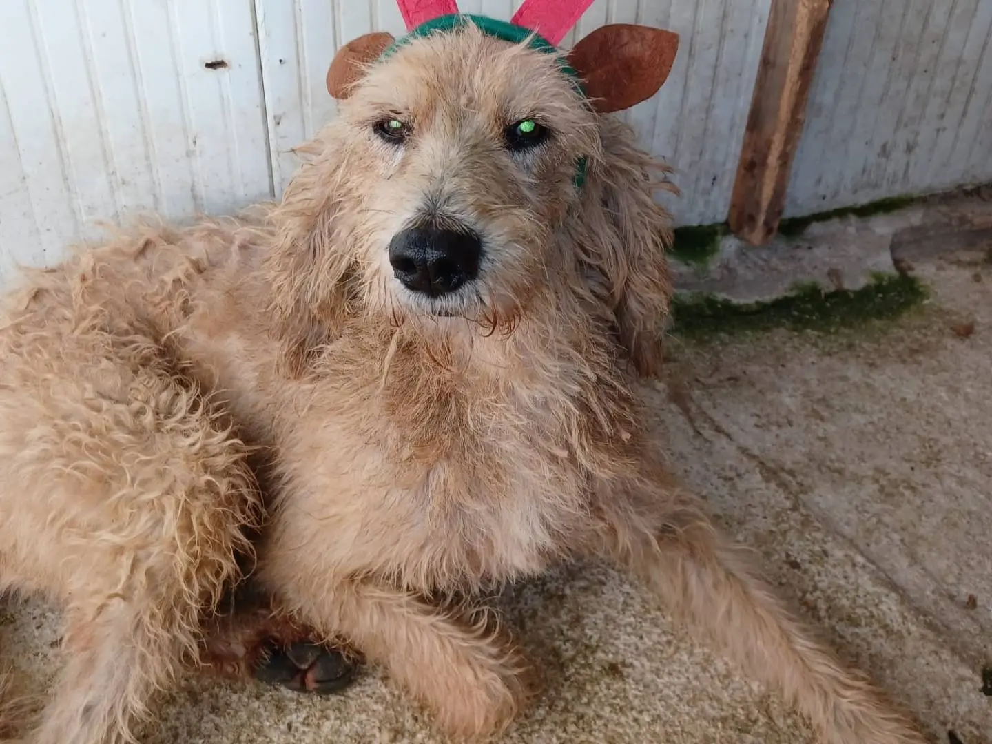 Adotta un cane, taglia media, maschio, Frosinone