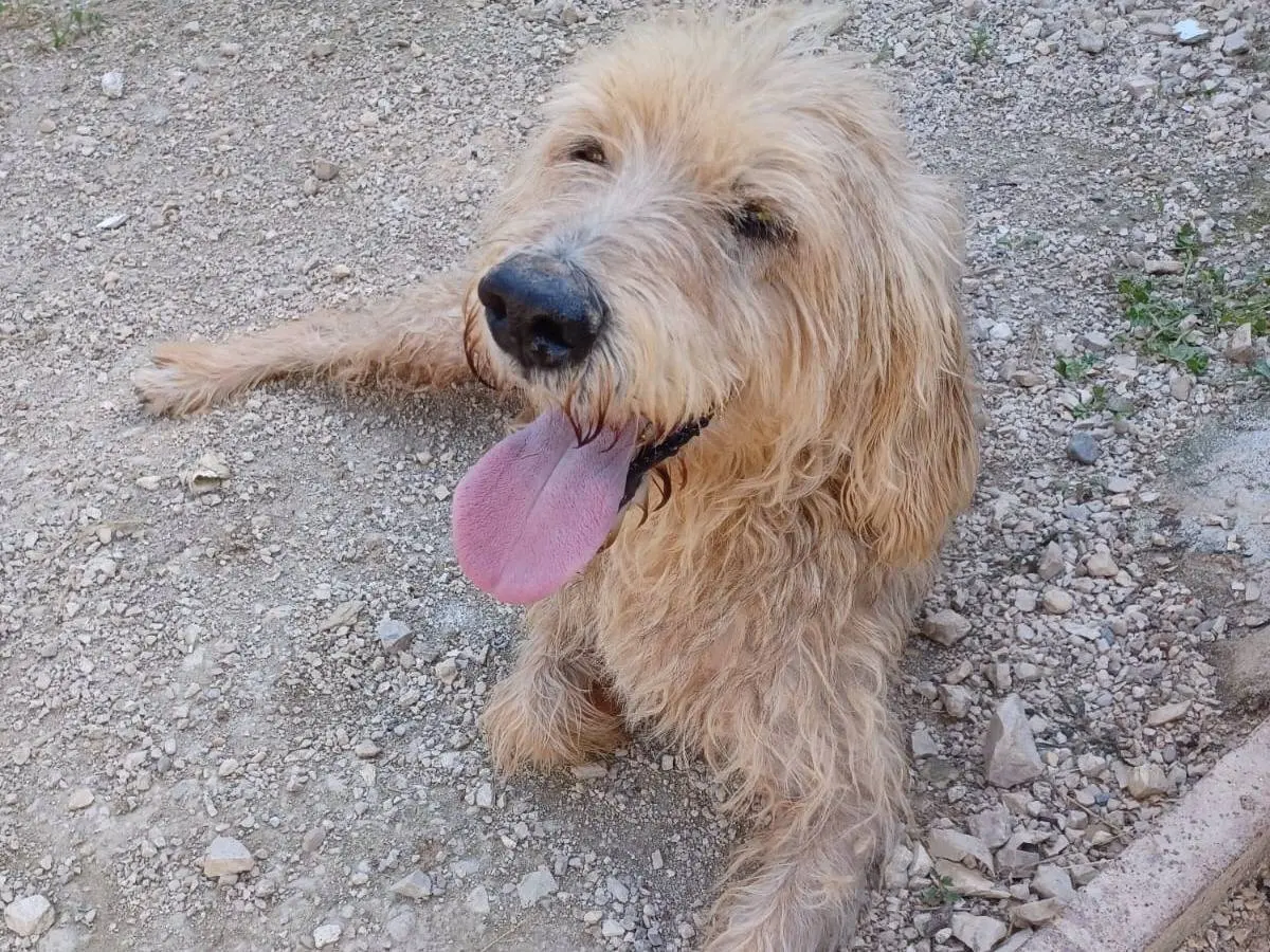 Adotta un cane, maschio, 9 anni e 11 mesi, Frosinone
