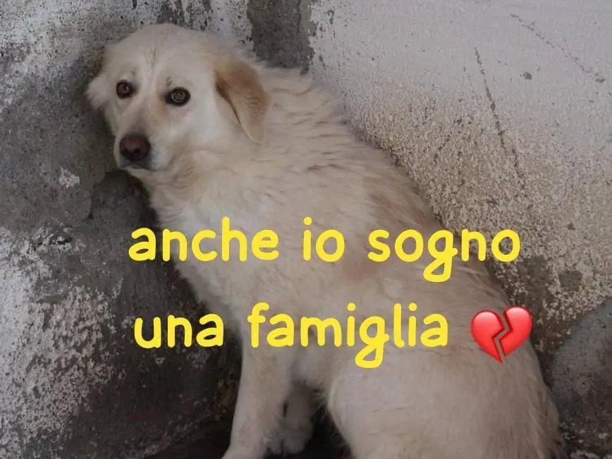 Adozione cane, femmina, Razza sconosciuta Razza sconosciuta, 3 anni e 2 mesi, taglia grande, Torino