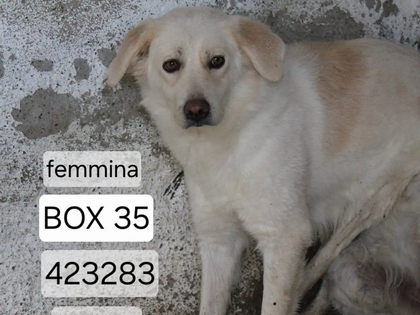 Adotta un cane, femmina, 3 anni e 2 mesi, Torino