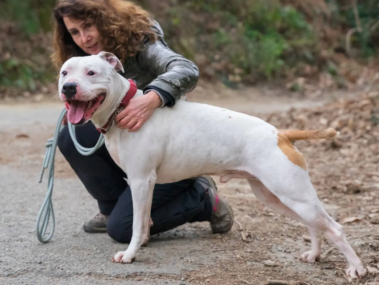 Adozione cane, maschio, Pitbull, 9 anni e 10 mesi, taglia media, Genova