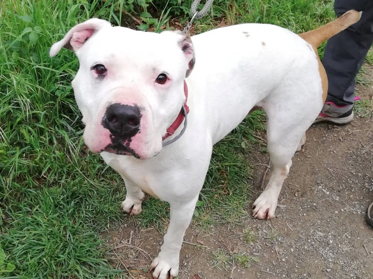 Vuoi adottare un cane a Genova?