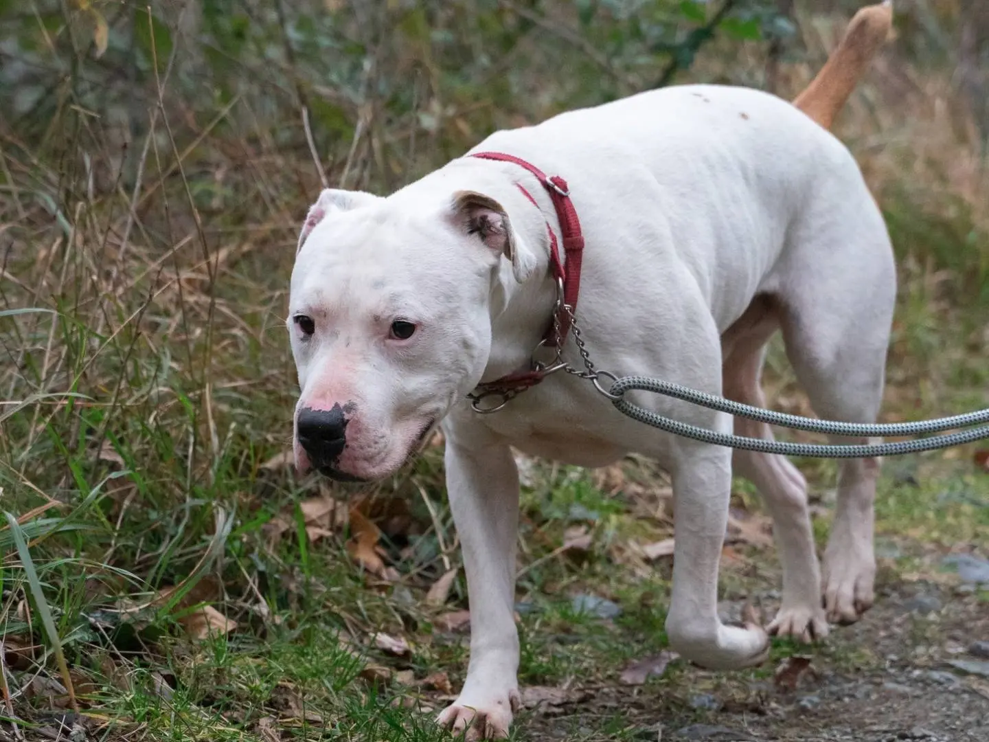 Adotta il cane Blacky a Genova