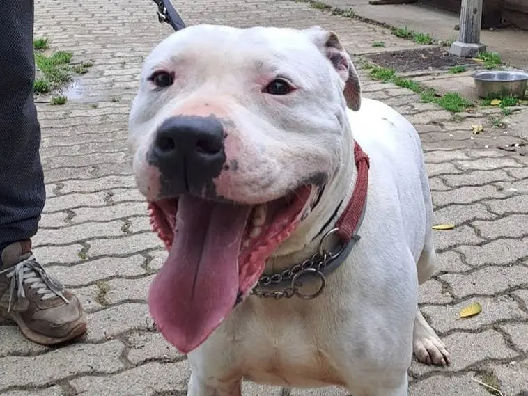 Adotta un cane, maschio, 9 anni e 10 mesi, Genova