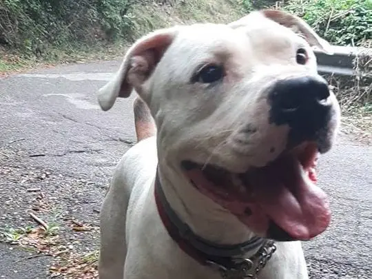 Adotta un cane, taglia media, maschio, Genova