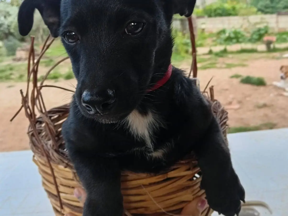 Adozione cane, maschio, Razza sconosciuta Razza sconosciuta, 3 mesi, taglia media contenuta, Vibo