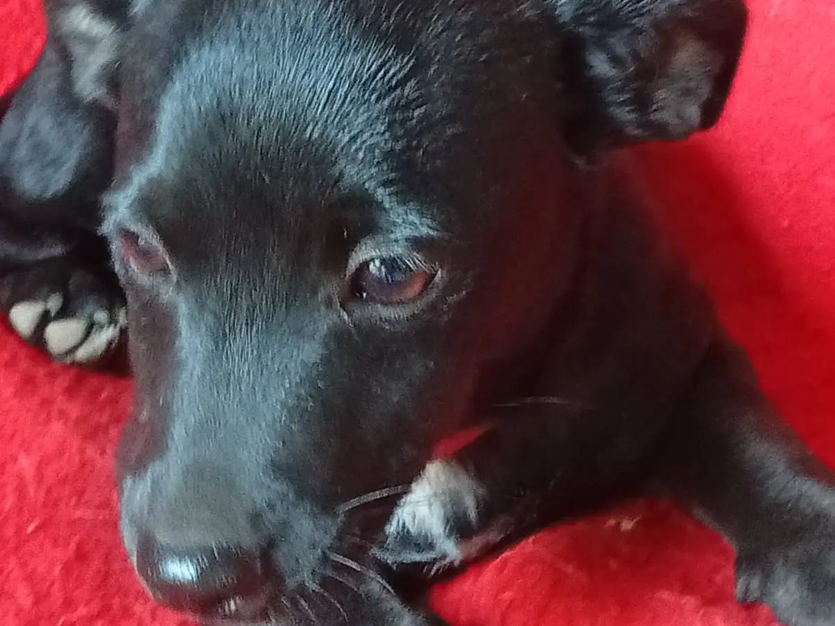 Adotta un cane, taglia media contenuta, maschio, Vibo