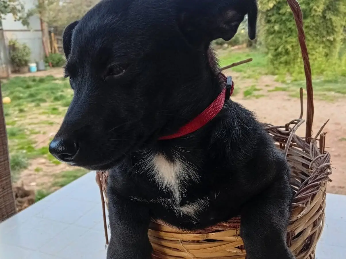Adotta il cane Mino a Vibo