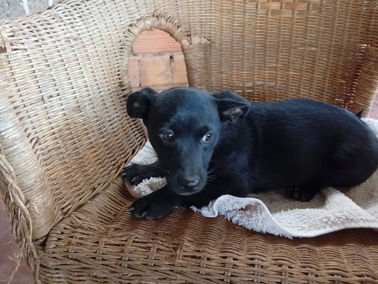 Vuoi adottare un cane a Vibo?