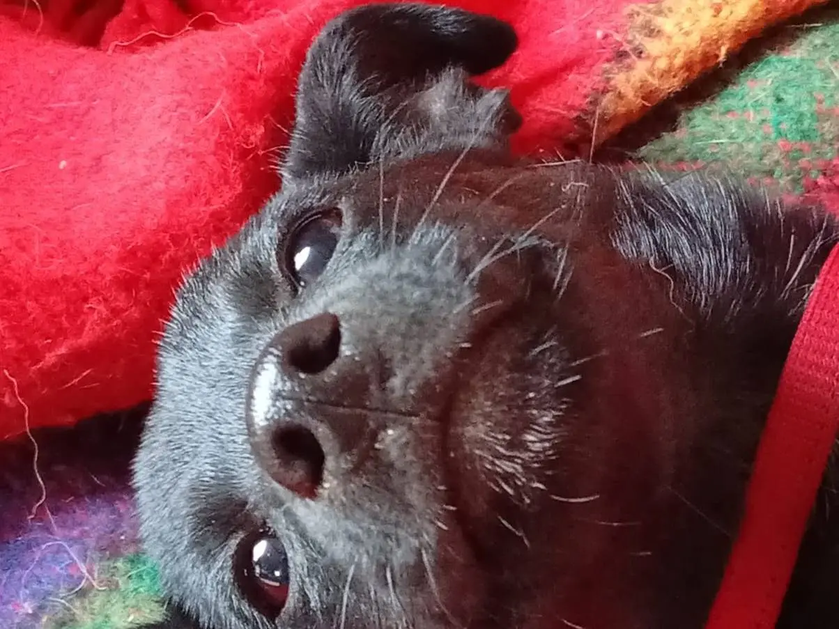 Adotta un cane, maschio, 3 mesi, Vibo