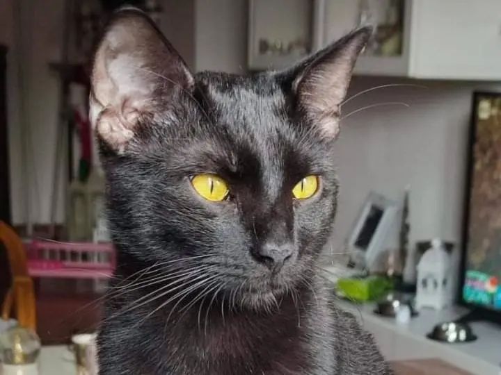 Vuoi adottare un gatto a Roma?