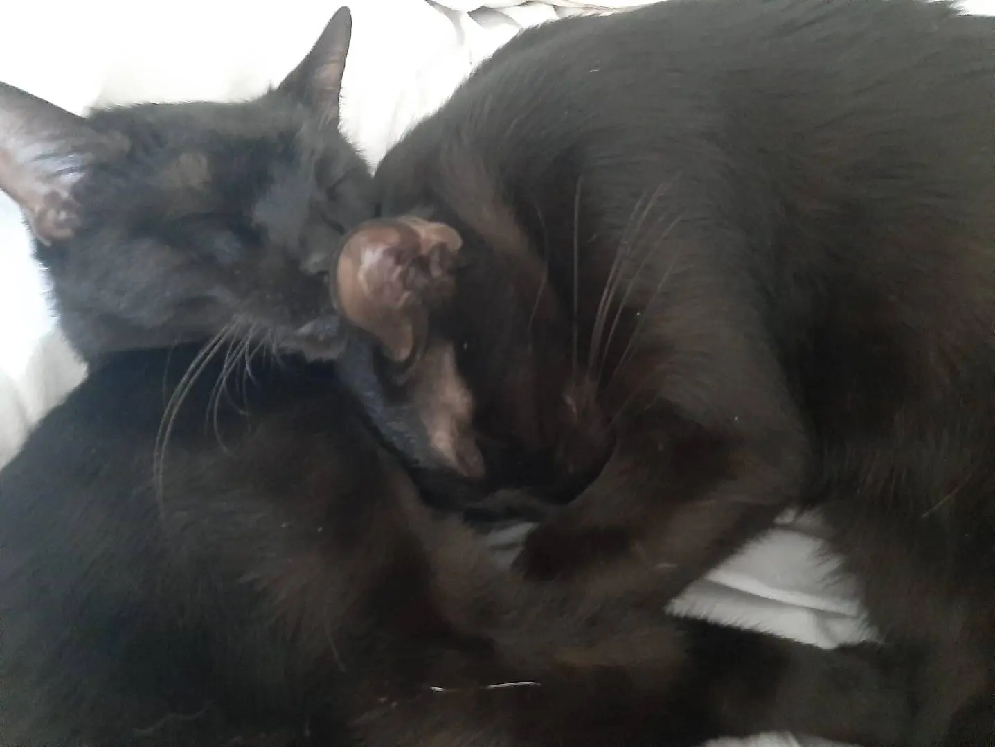 Adotta il gatto ULTIMO E CHICCO a Roma