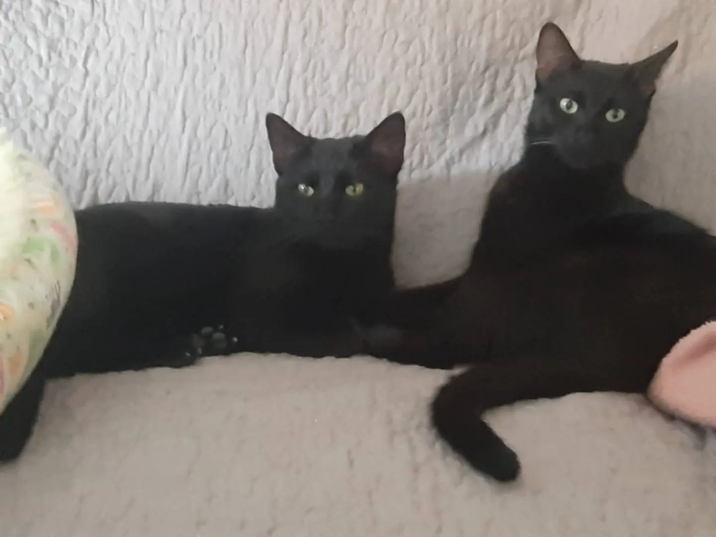 Adozione gatto, maschio, Razza sconosciuta Razza sconosciuta, 3 anni e 6 mesi, taglia non valida, Roma