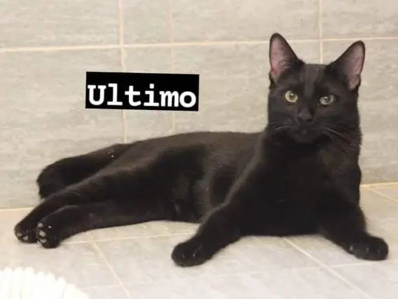 Adotta un gatto, maschio, 3 anni e 6 mesi, Roma