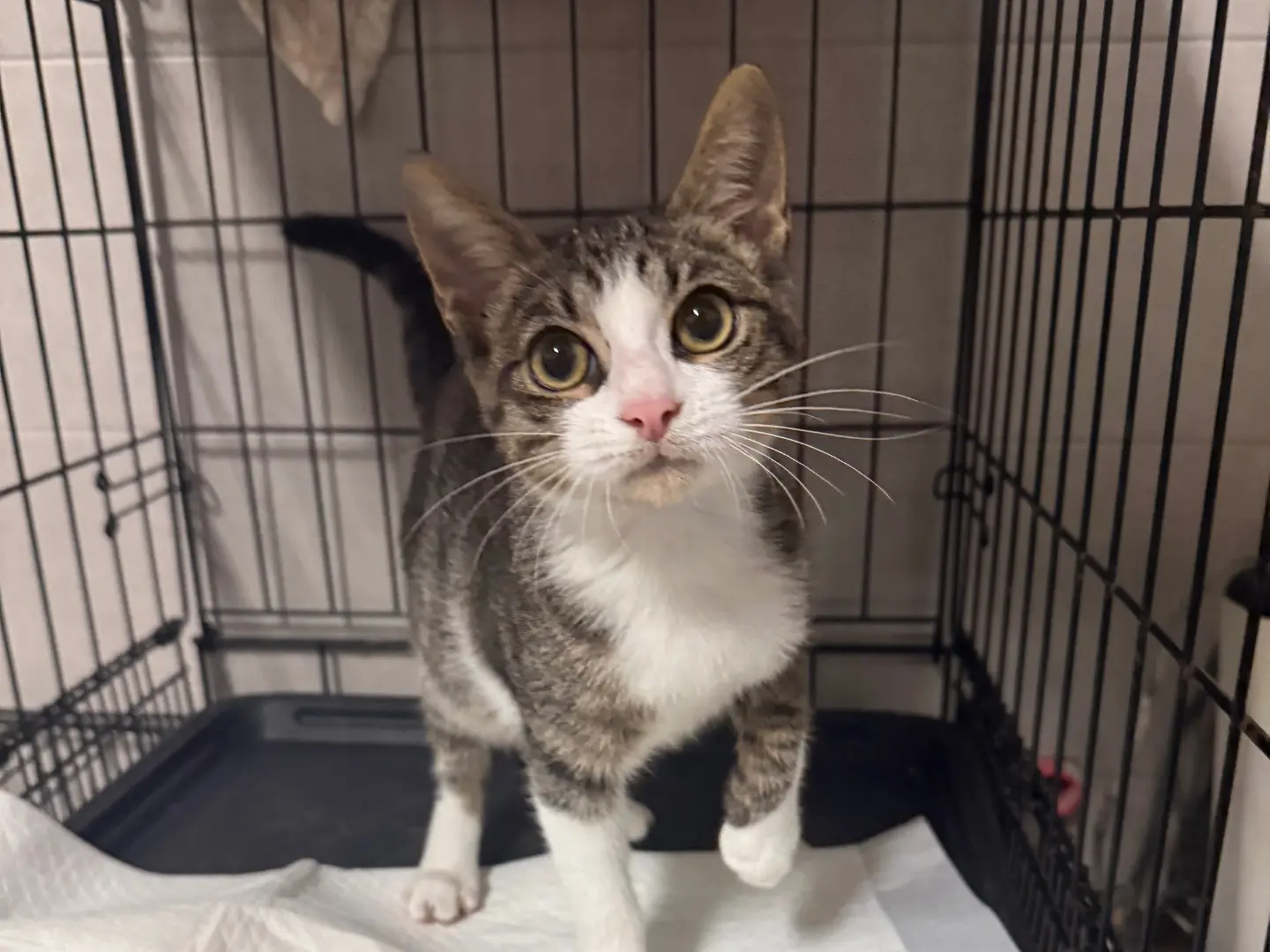 Adotta un gatto, taglia non valida, maschio, Bari
