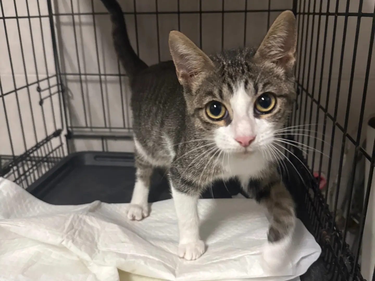 Vuoi adottare un gatto a Bari?
