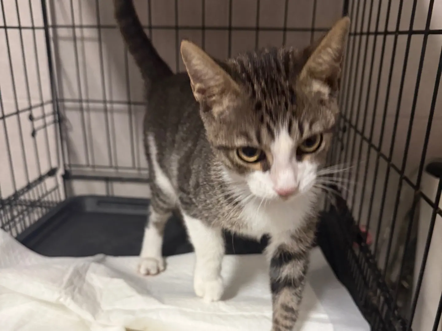 Adotta un gatto, maschio, 3 mesi, Bari