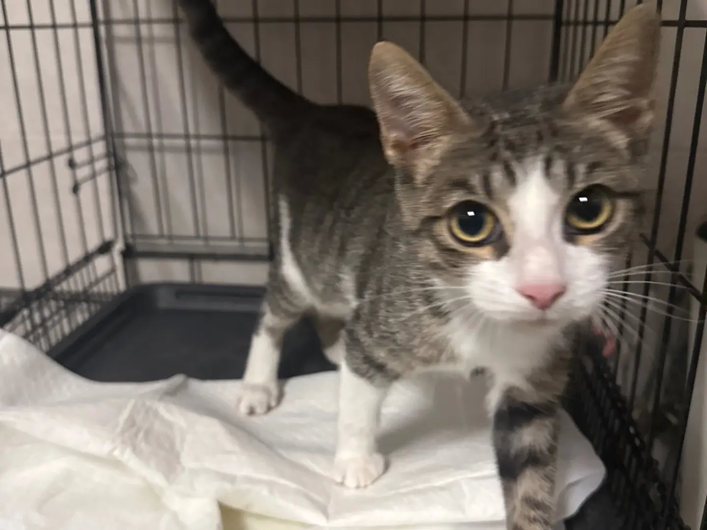 Adotta il gatto Ron a Bari