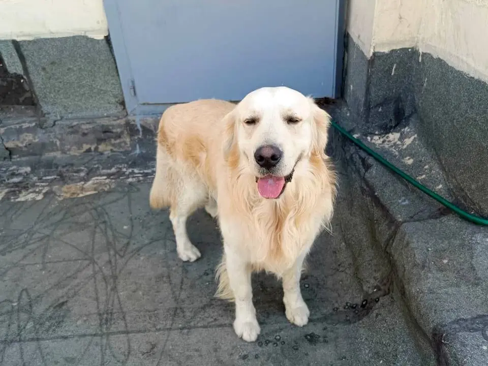 Adotta un cane, taglia media, maschio, Milano