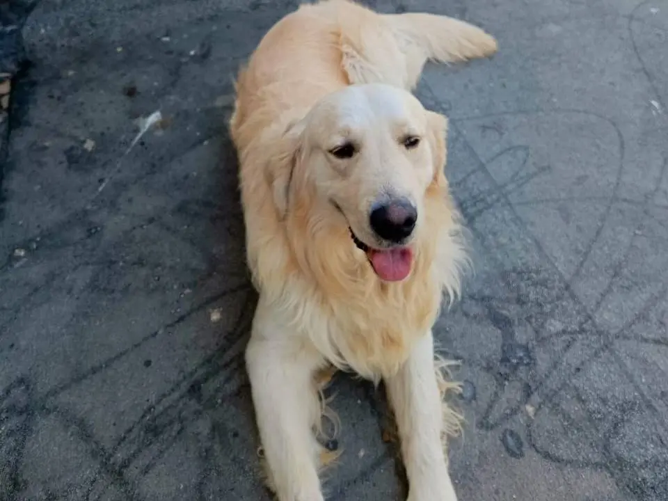Adotta un cane, maschio, 2 anni e 10 mesi, Milano