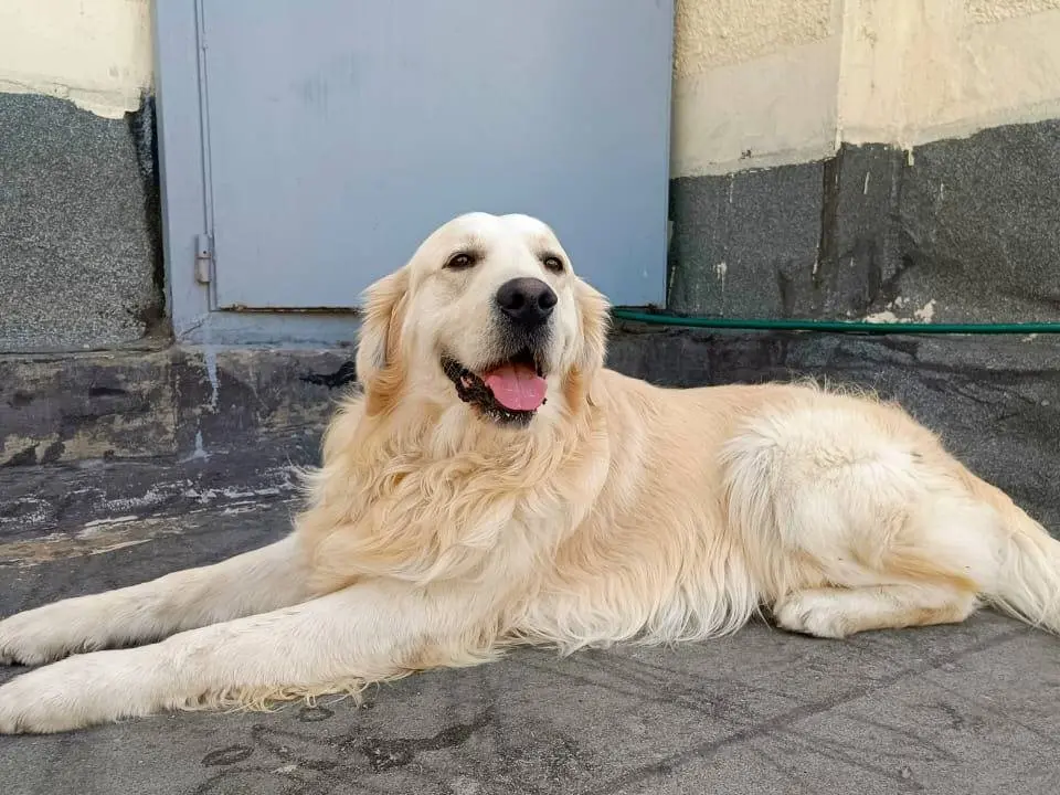 Adozione cane, maschio, Golden Retriever Razza sconosciuta, 2 anni e 10 mesi, taglia media, Milano