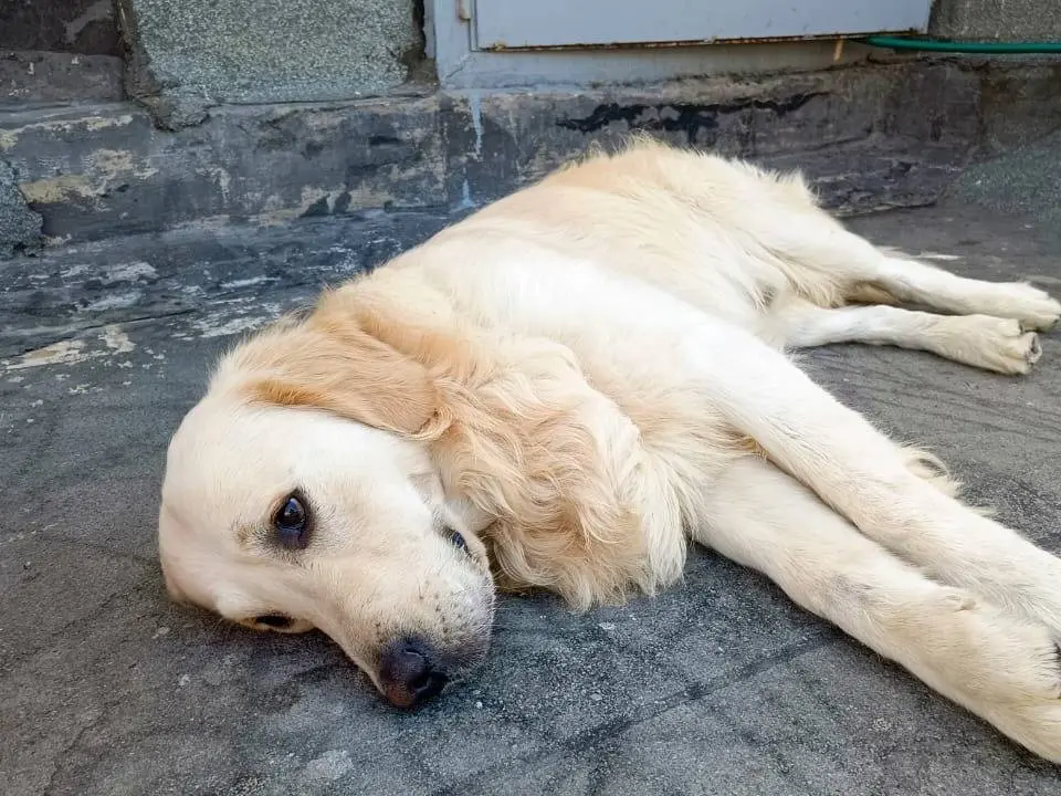 Vuoi adottare un cane a Milano?