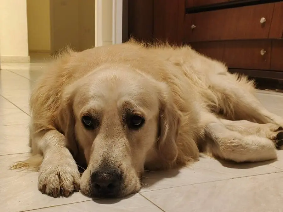 Adotta il cane Max a Milano
