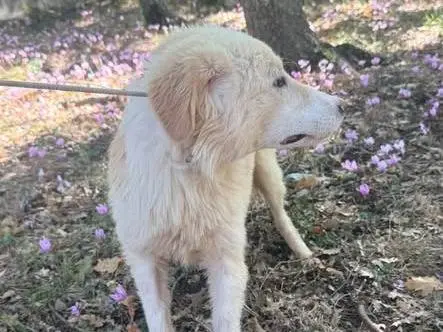 Adotta un cane, taglia media contenuta, femmina, Milano