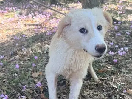 Adotta un cane, femmina, 6 mesi, Milano