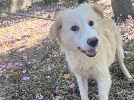 Adozione cane, femmina, Razza sconosciuta Razza sconosciuta, 6 mesi, taglia media contenuta, Milano