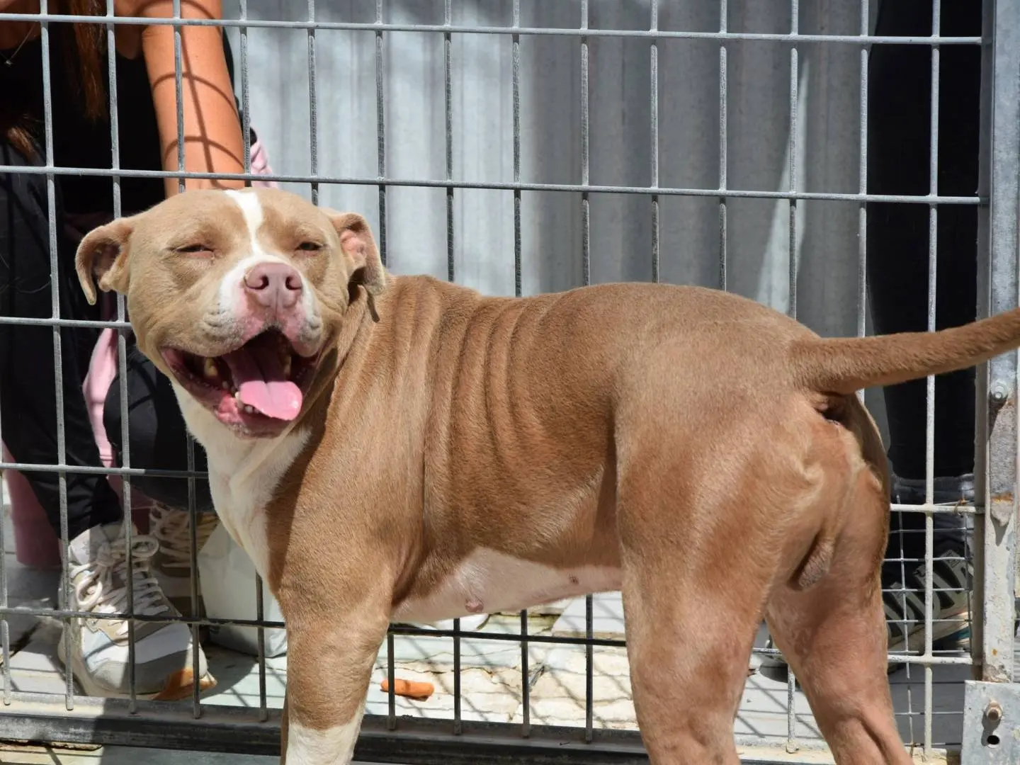 Adozione cane, maschio, Pitbull Razza sconosciuta, 5 anni e 8 mesi, taglia media, Chieti
