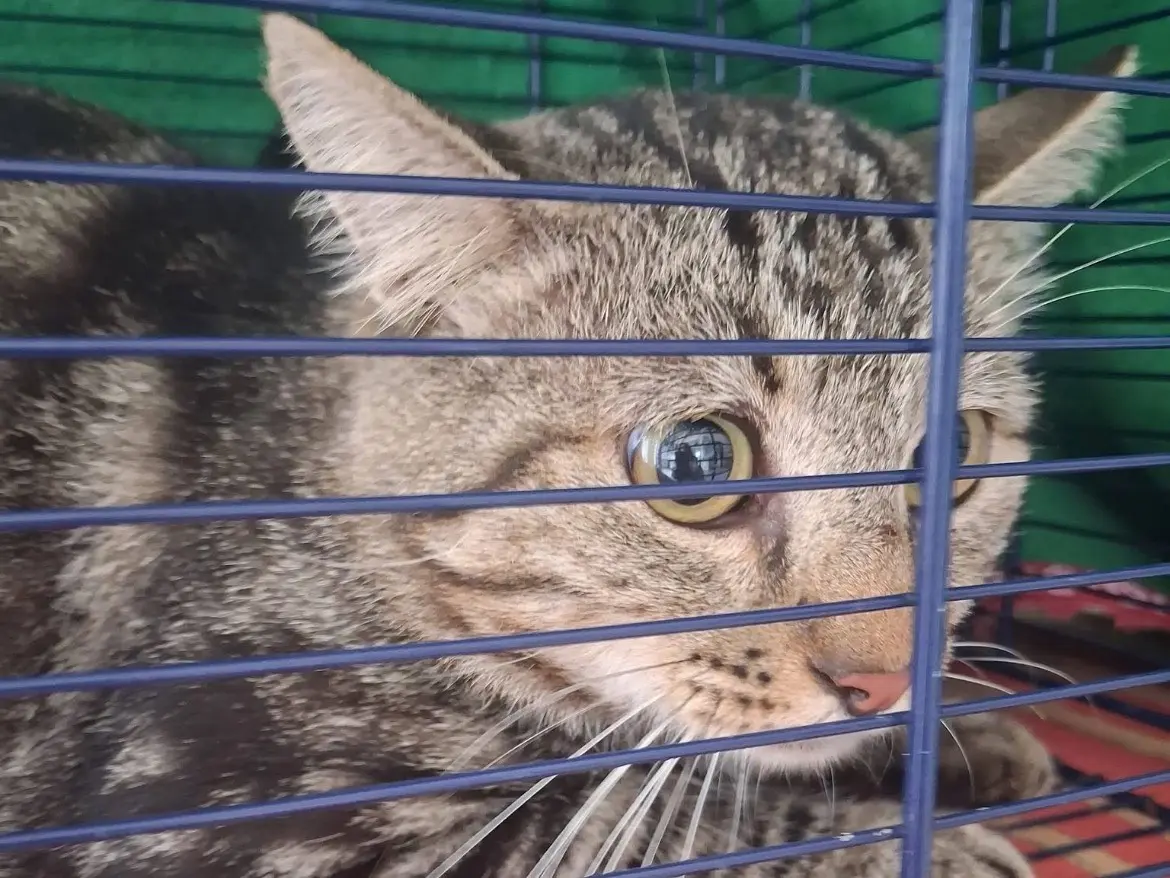 Adozione gatto, maschio, Razza sconosciuta Razza sconosciuta, 5 anni e 8 mesi, taglia non valida, Torino