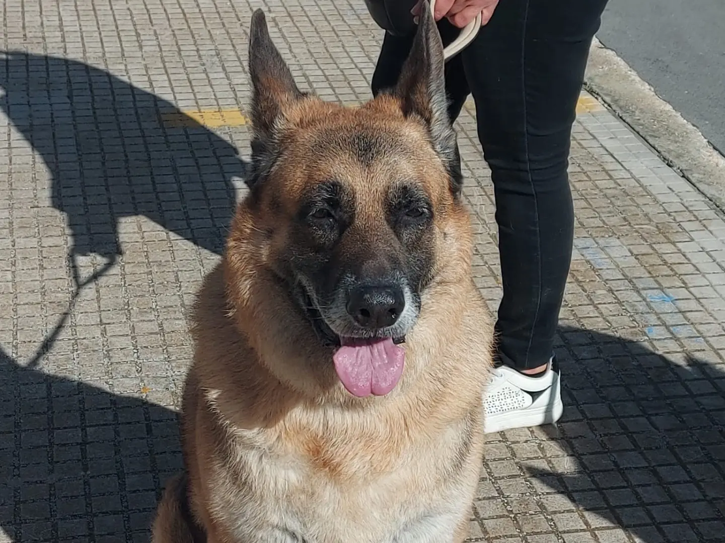 Adotta il cane Rex a Siracusa