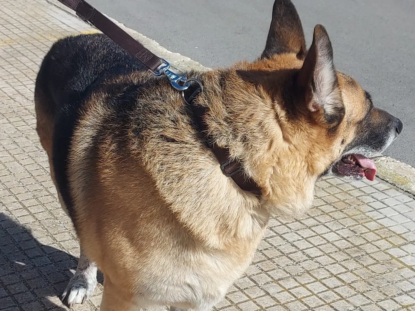 Vuoi adottare un cane a Siracusa?