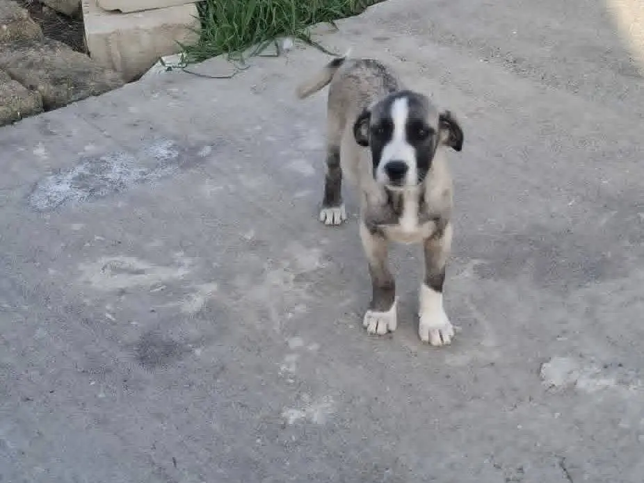 Adotta un cane, taglia media, maschio, Catania