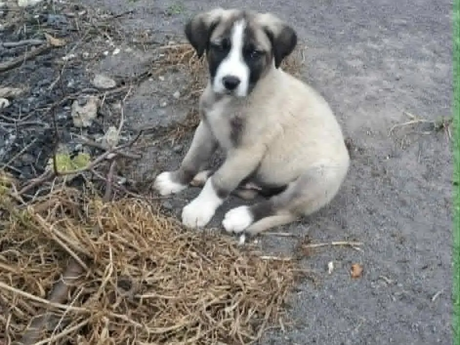 Adozione cane, maschio, Razza sconosciuta Razza sconosciuta, 9 mesi, taglia media, Catania