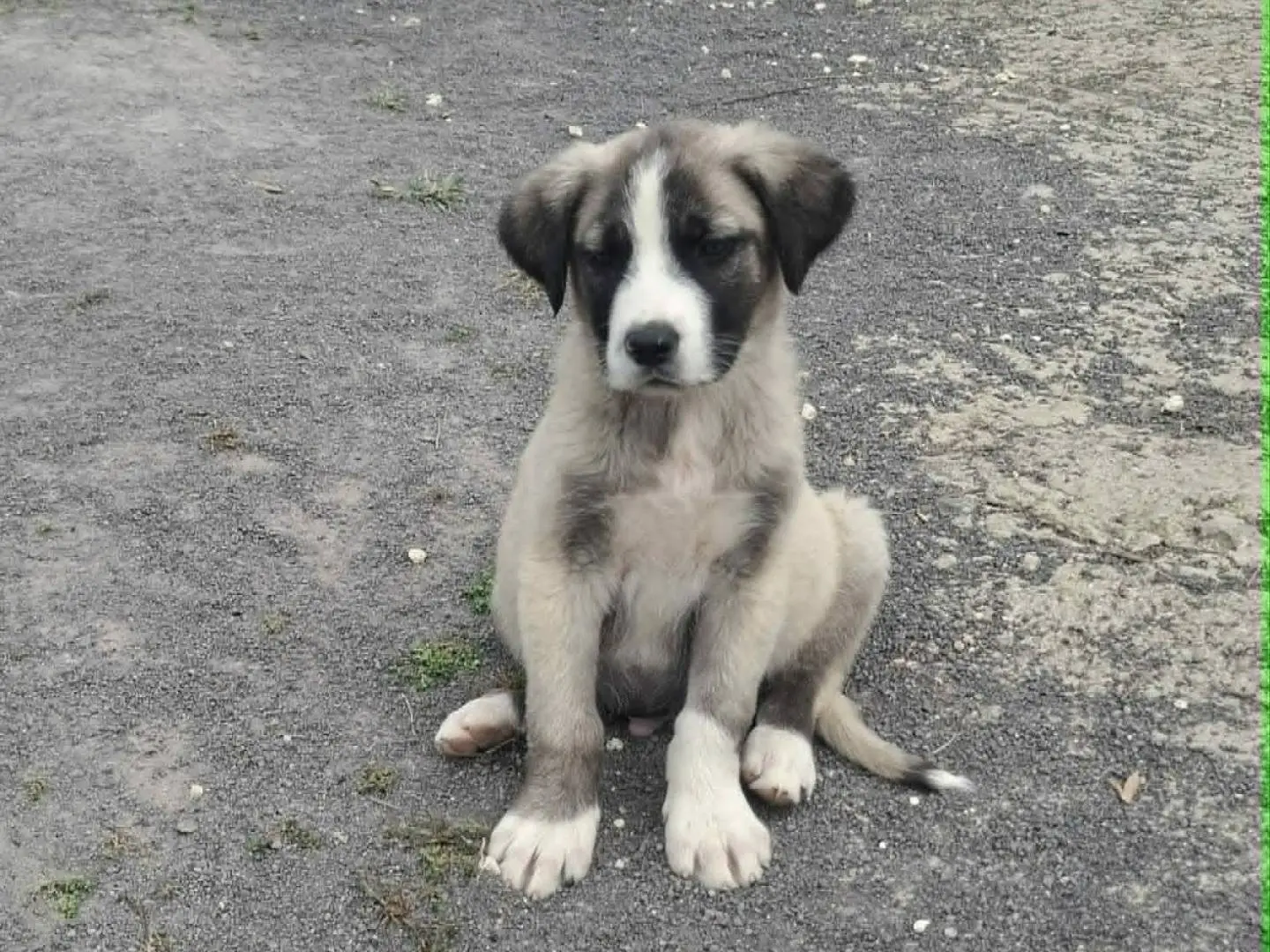 Adotta un cane, maschio, 9 mesi, Catania