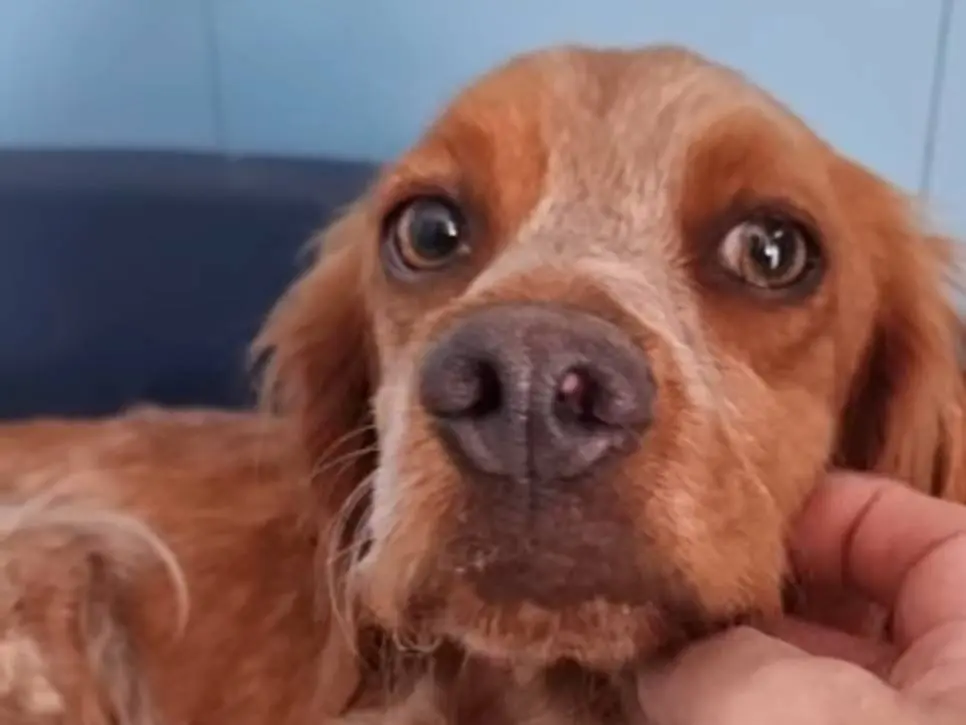 Adozione cane, maschio, Breton Razza sconosciuta, 3 anni e 8 mesi, taglia media contenuta, Pavia