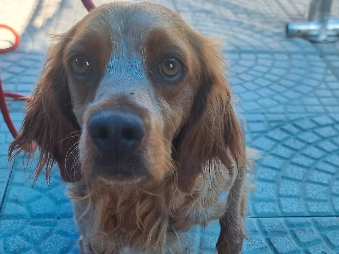 Adotta un cane, taglia media contenuta, maschio, Pavia