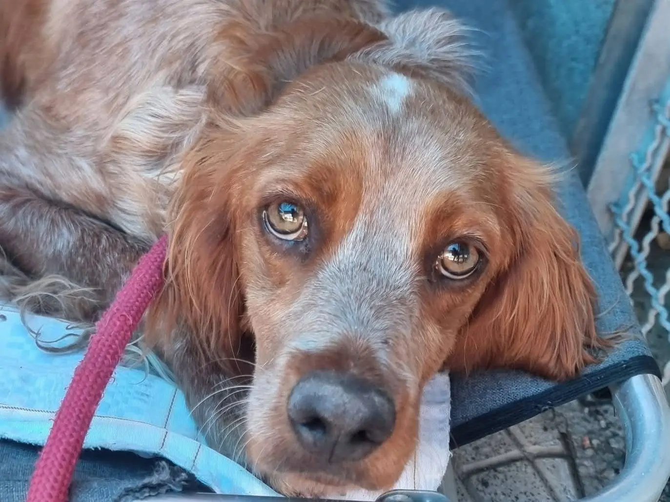 Adotta un cane, maschio, 3 anni e 8 mesi, Pavia