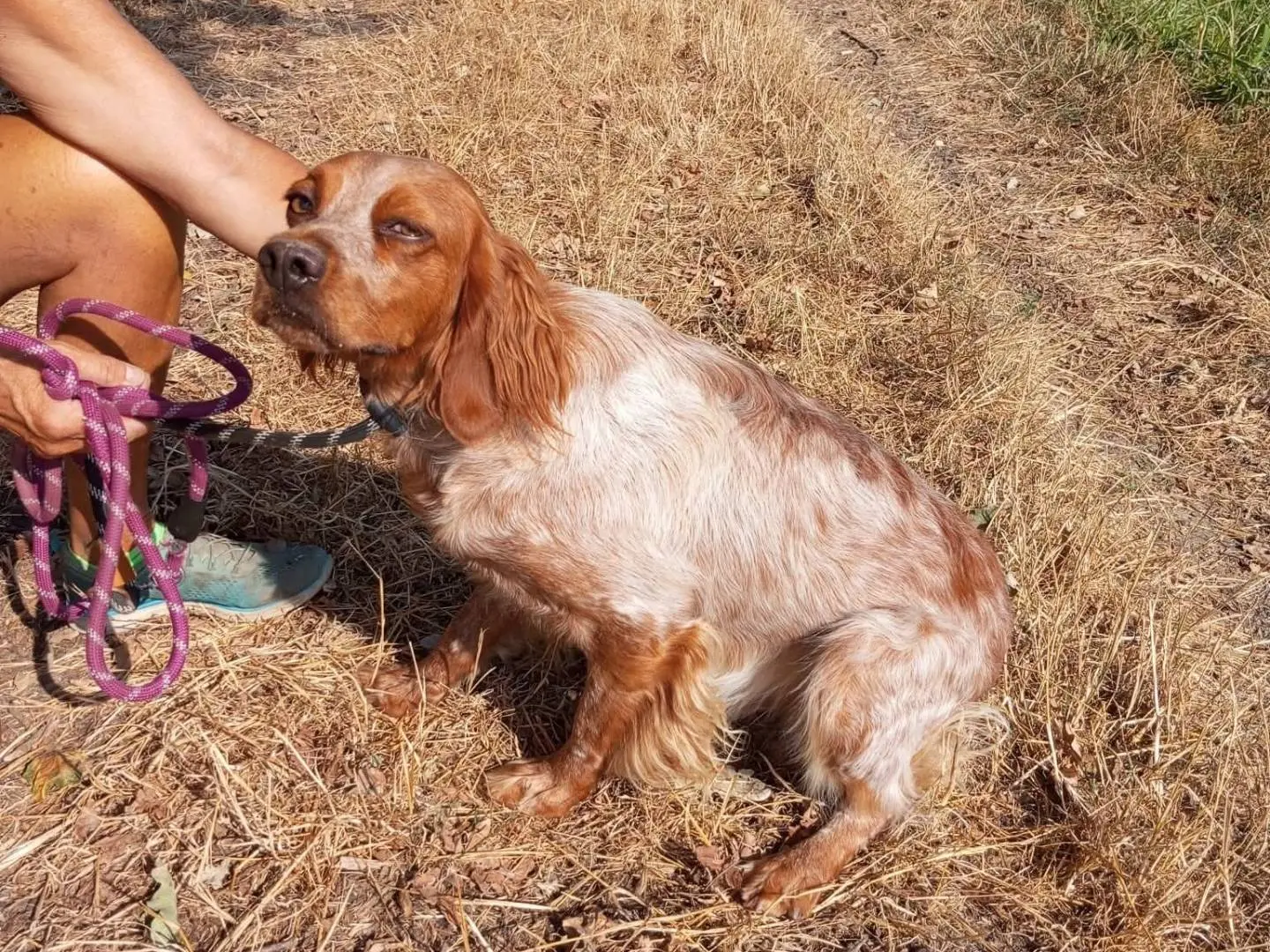 Vuoi adottare un cane a Pavia?